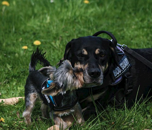 Markéta- petsitter Ostrava nebo Páníček pro psi kočky