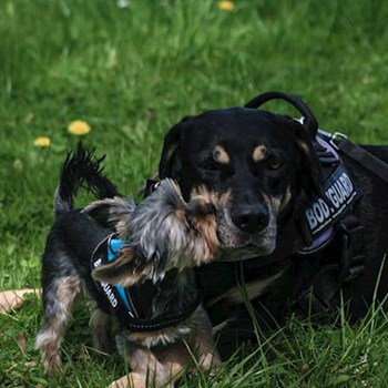 thumbnail petsitter Ostrava nebo páníček pro psi kočky