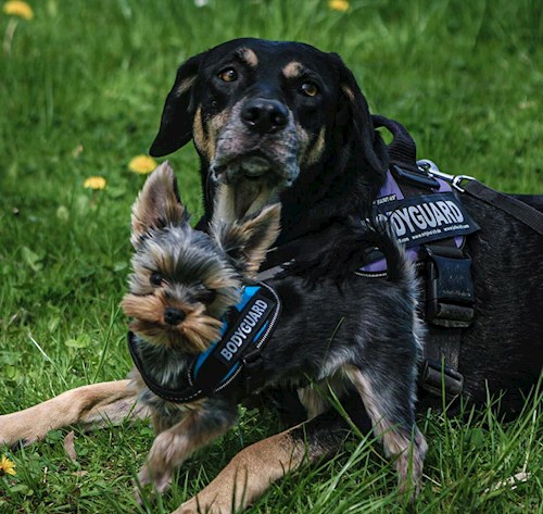 Markéta- petsitter Ostrava nebo Páníček pro psi kočky