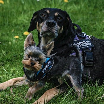 thumbnail petsitter Ostrava nebo páníček pro psi kočky