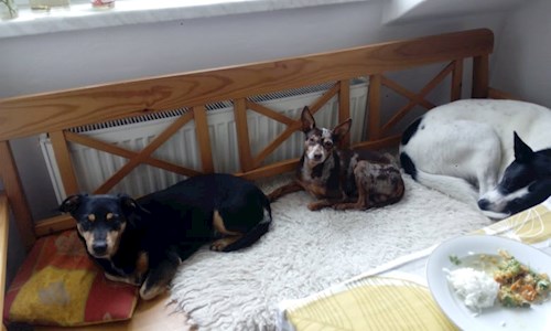 Lucie- petsitter Praha or Pet nanny for dogs 
