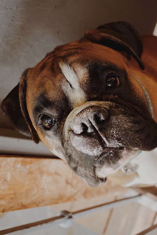 Veronika- petsitter Plzeň nebo Páníček pro psi