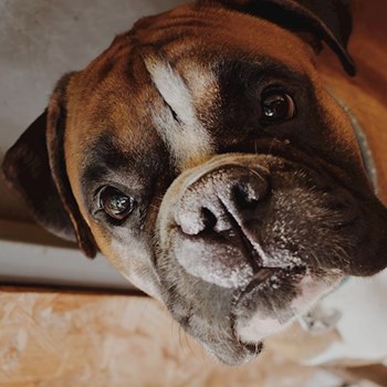 thumbnail petsitter Plzeň nebo páníček pro psi