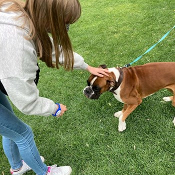 thumbnail petsitter Plzeň nebo páníček pro psi