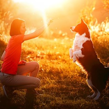 thumbnail petsitter Kuroslepy nebo páníček pro psi kočky