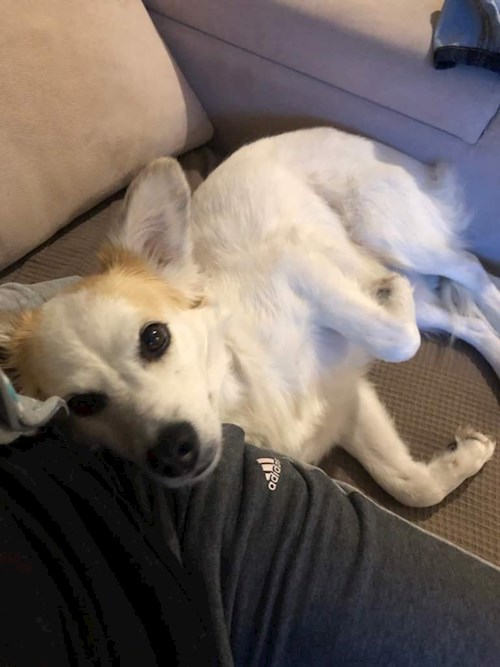 Andrea- petsitter Praha nebo Páníček pro psi