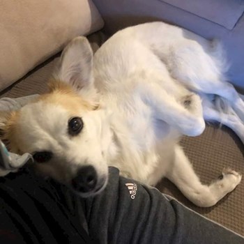 thumbnail petsitter Praha nebo páníček pro psi