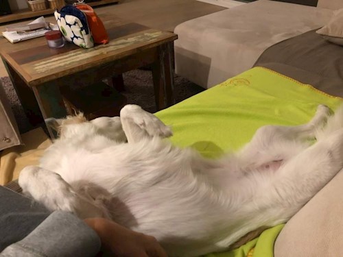 Andrea- petsitter Praha nebo Páníček pro psi