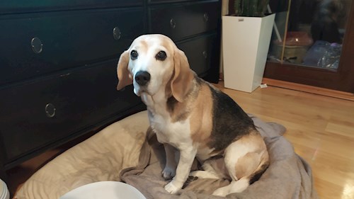 Michal- petsitter Praha nebo Páníček pro psi kočky