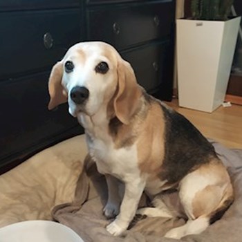 thumbnail petsitter Praha nebo páníček pro psi kočky