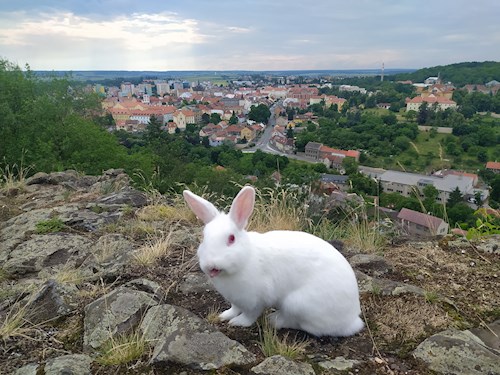 Michal- petsitter Praha nebo Páníček pro psi kočky
