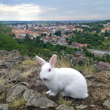  thumbnail petsitter Praha nebo páníček pro psi kočky 