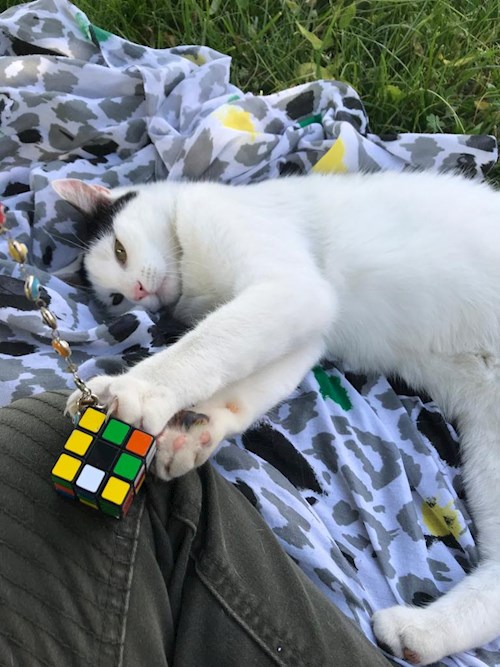 Merve- petsitter Prague nebo Páníček pro psi kočky