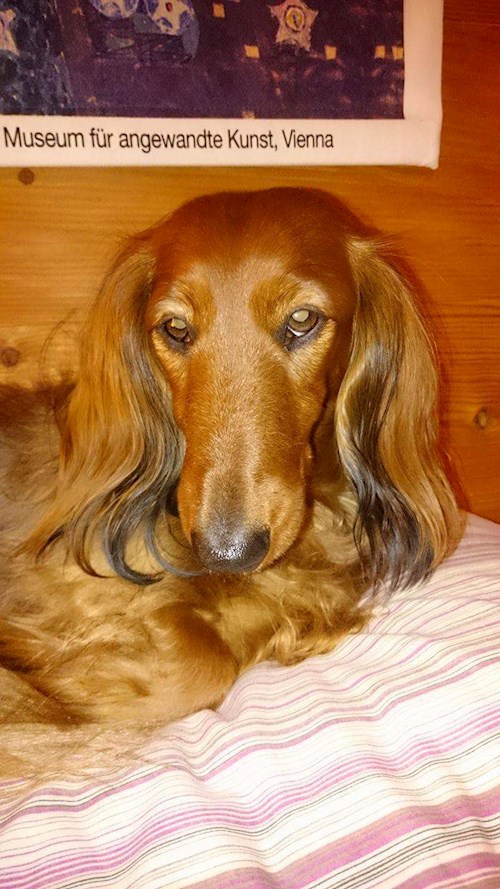 Tereza- petsitter Litoměřice nebo Páníček pro psi kočky