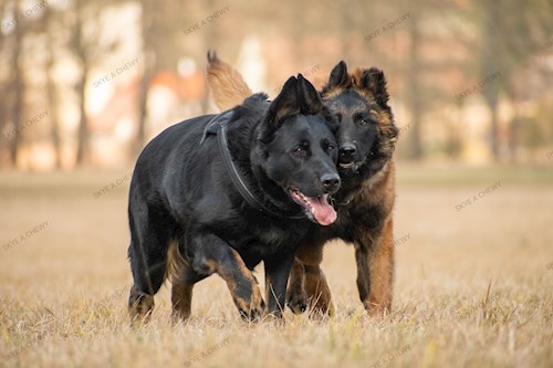 Klára- petsitter Kralovice or Pet nanny for dogs cats