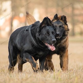 thumbnail petsitter Kralovice or pet nanny for dogs cats