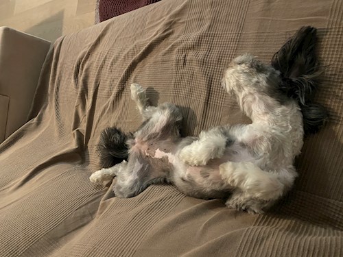 Andrea- petsitter Praha nebo Páníček pro psi