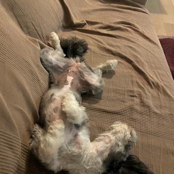 thumbnail petsitter Praha nebo páníček pro psi