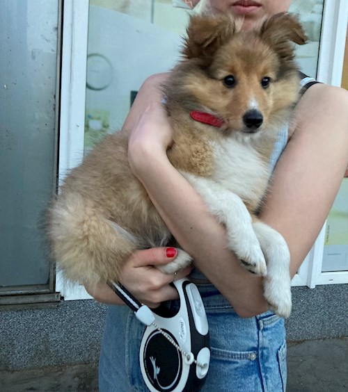 Veronika- petsitter Plzeň nebo Páníček pro psi