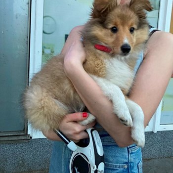 thumbnail petsitter Plzeň nebo páníček pro psi