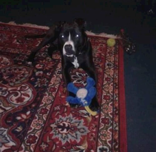 Eliška- petsitter Plzeň nebo Páníček pro psi kočky