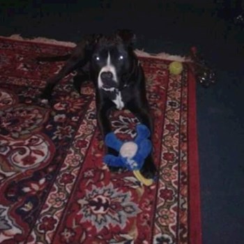 thumbnail petsitter Plzeň nebo páníček pro psi kočky