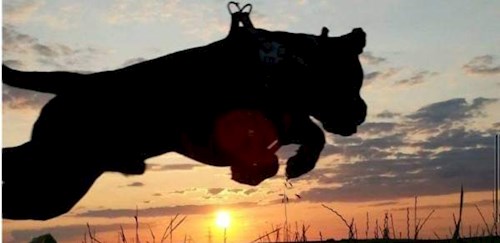 Eliška- petsitter Plzeň nebo Páníček pro psi kočky