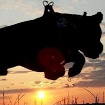 thumbnail petsitter Plzeň nebo páníček pro psi kočky