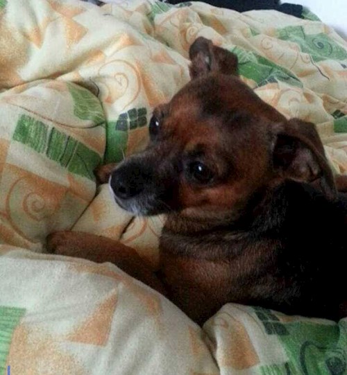 Eliška- petsitter Plzeň nebo Páníček pro psi kočky