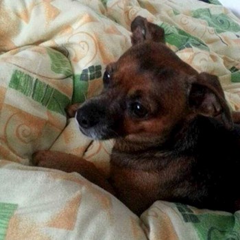 thumbnail petsitter Plzeň nebo páníček pro psi kočky