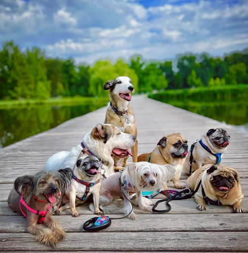 Daryna- petsitter Prague nebo Páníček pro psi