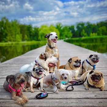 thumbnail petsitter Prague nebo páníček pro psi