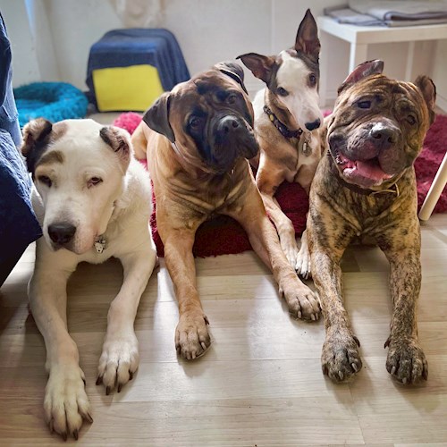 Daryna- petsitter Prague nebo Páníček pro psi