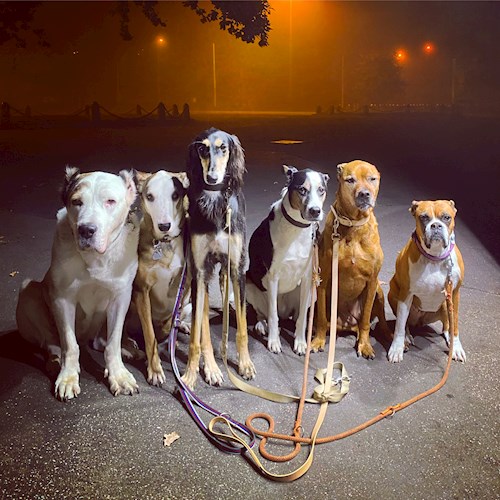 Daryna- petsitter Prague nebo Páníček pro psi