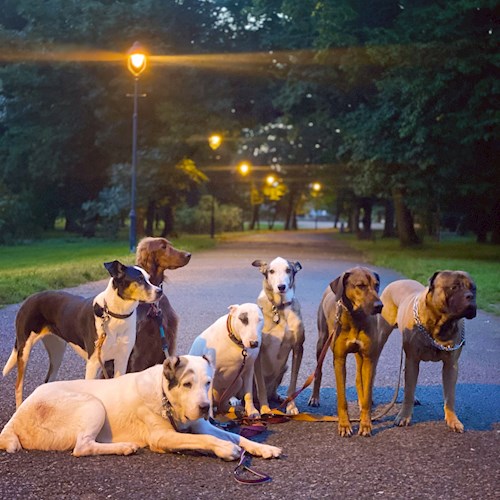 Daryna- petsitter Prague nebo Páníček pro psi