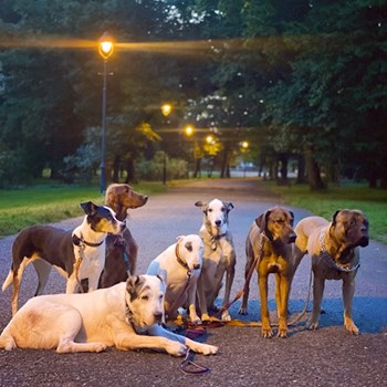 thumbnail petsitter Prague nebo páníček pro psi