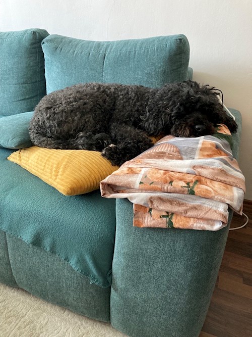 Martin- petsitter Praha 10 or Pet nanny for