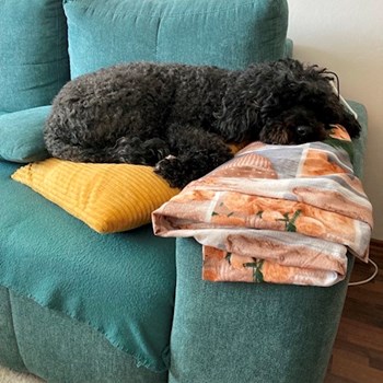 thumbnail petsitter Praha 10 or pet nanny for