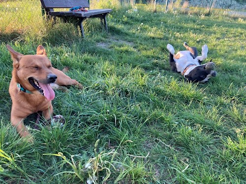 Martin- petsitter Praha 10 or Pet nanny for