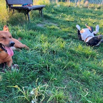 thumbnail petsitter Praha 10 or pet nanny for