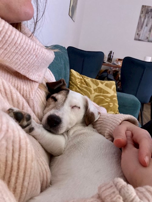 Martin- petsitter Praha 10 or Pet nanny for