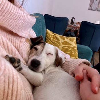 thumbnail petsitter Praha 10 or pet nanny for