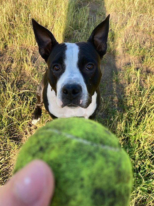 Martin- petsitter Praha 10 or Pet nanny for