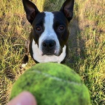 thumbnail petsitter Praha 10 or pet nanny for