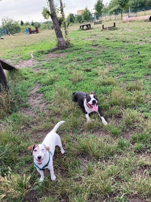 Martin- petsitter Praha 10 or Pet nanny for