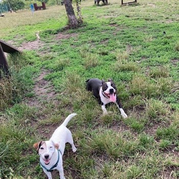 thumbnail petsitter Praha 10 or pet nanny for