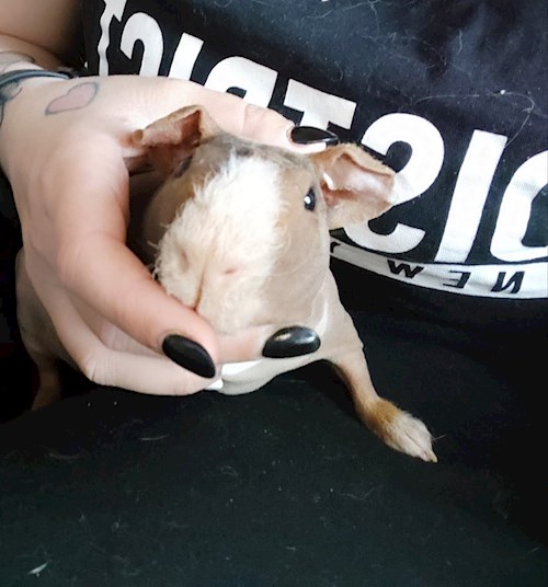 Eliška- petsitter praha 8 nebo Páníček pro psi kočky