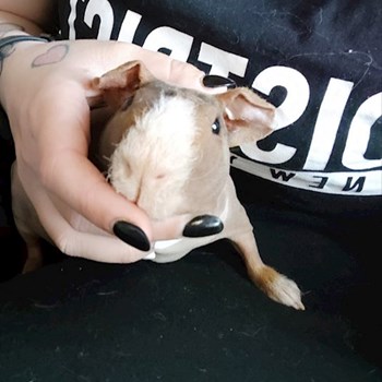 thumbnail petsitter praha 8 nebo páníček pro psi kočky