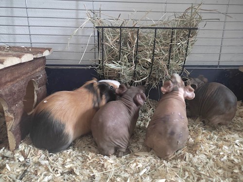 Eliška- petsitter praha 8 nebo Páníček pro psi kočky