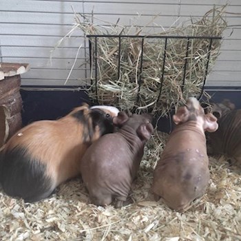 thumbnail petsitter praha 8 nebo páníček pro psi kočky